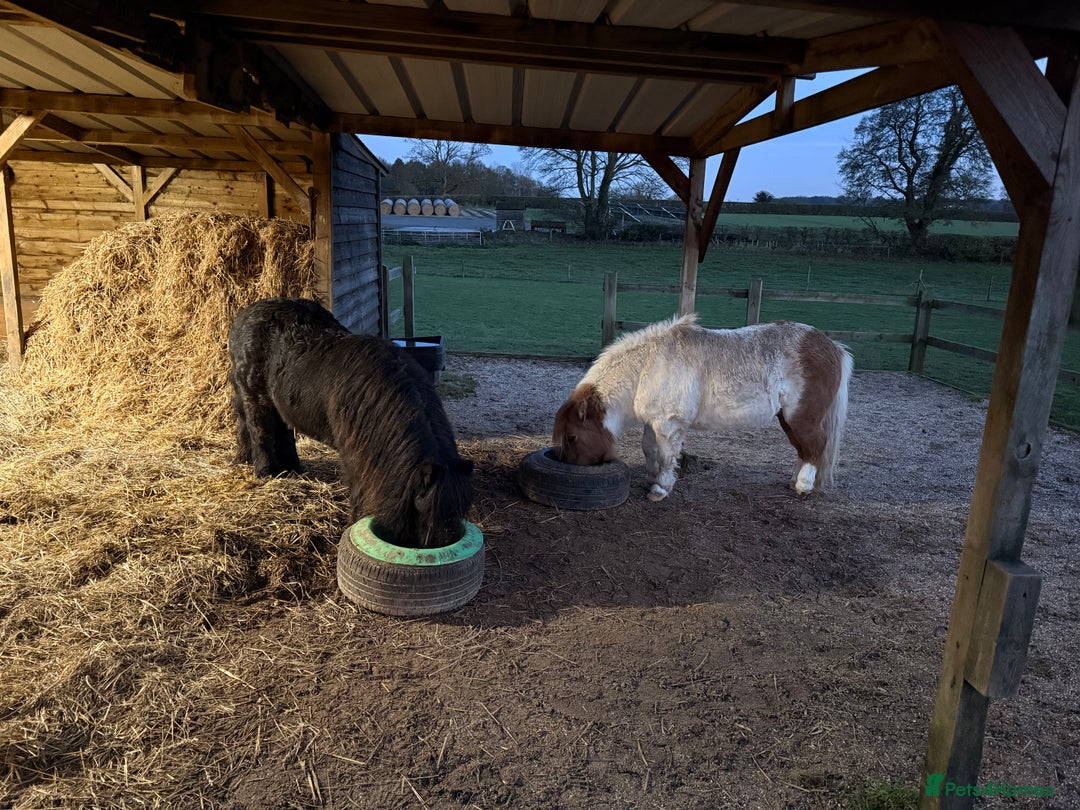 Shetland pony horses for sale: Two Shetland ponies to go together - Advert 4