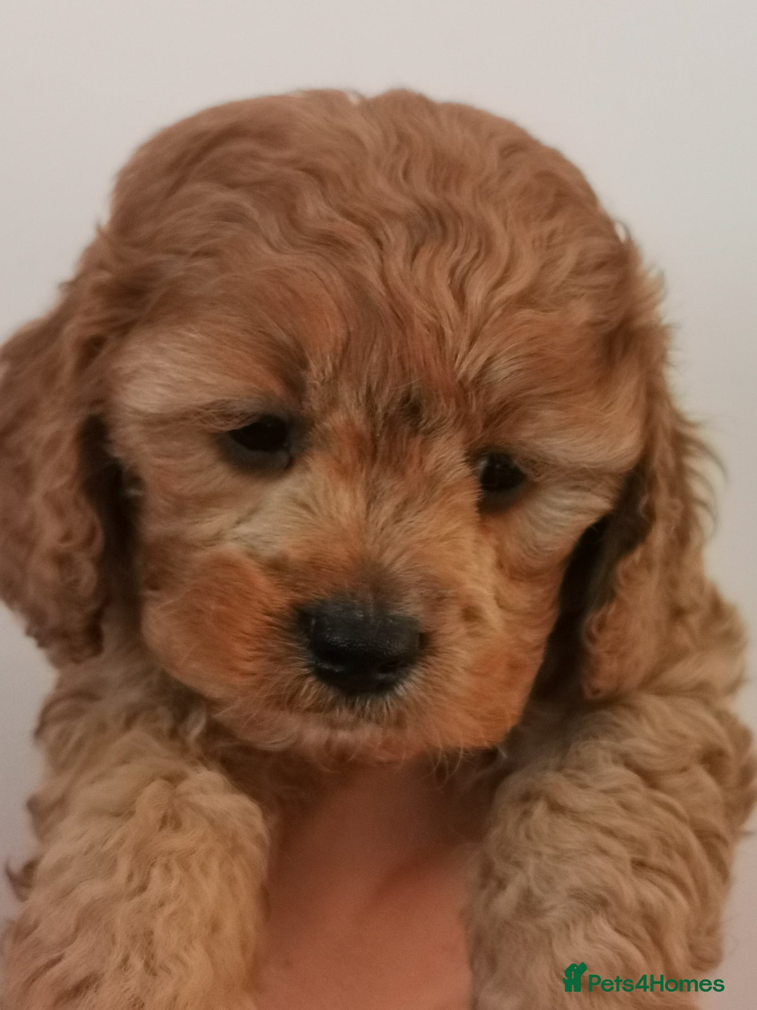 Cavapoo dogs EXTENSIVELY HEALTH TESTED F1B CAVAPOO PUPPIES  - Advert 1