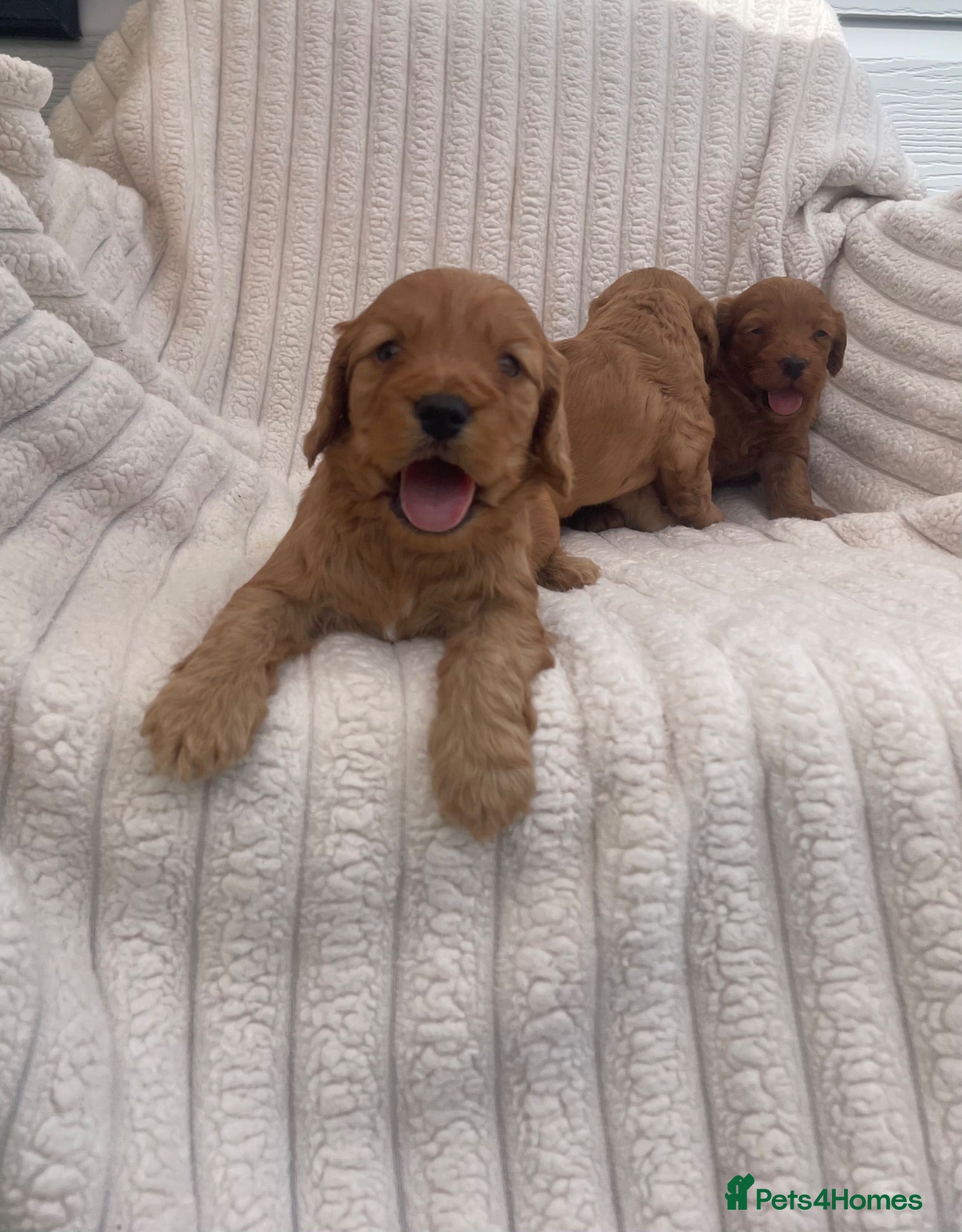 Cockapoo dogs Beautiful F1 cockapoos  - Advert 2