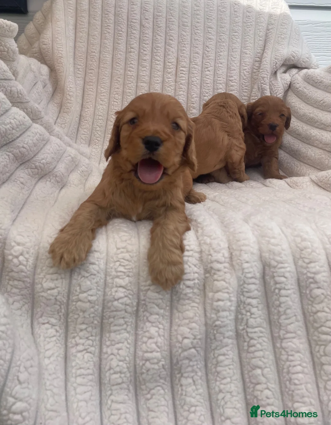 Cockapoo dogs for sale: Beautiful F1 cockapoos  - Advert 2