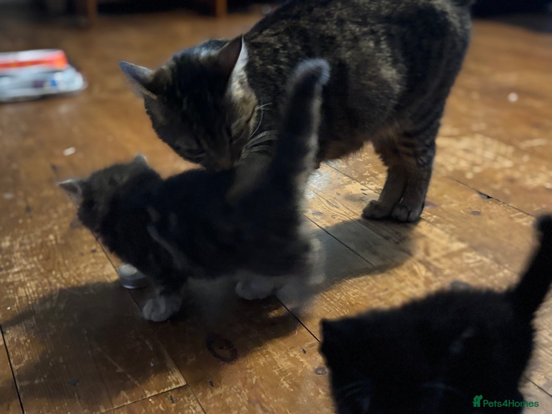 British Shorthair cats for sale: Friendly and beautiful kittens - ready now  - Image 14