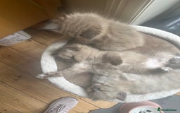 Ragdoll cats for sale: Pedigree Mink Ragdoll kittens  - Image 14