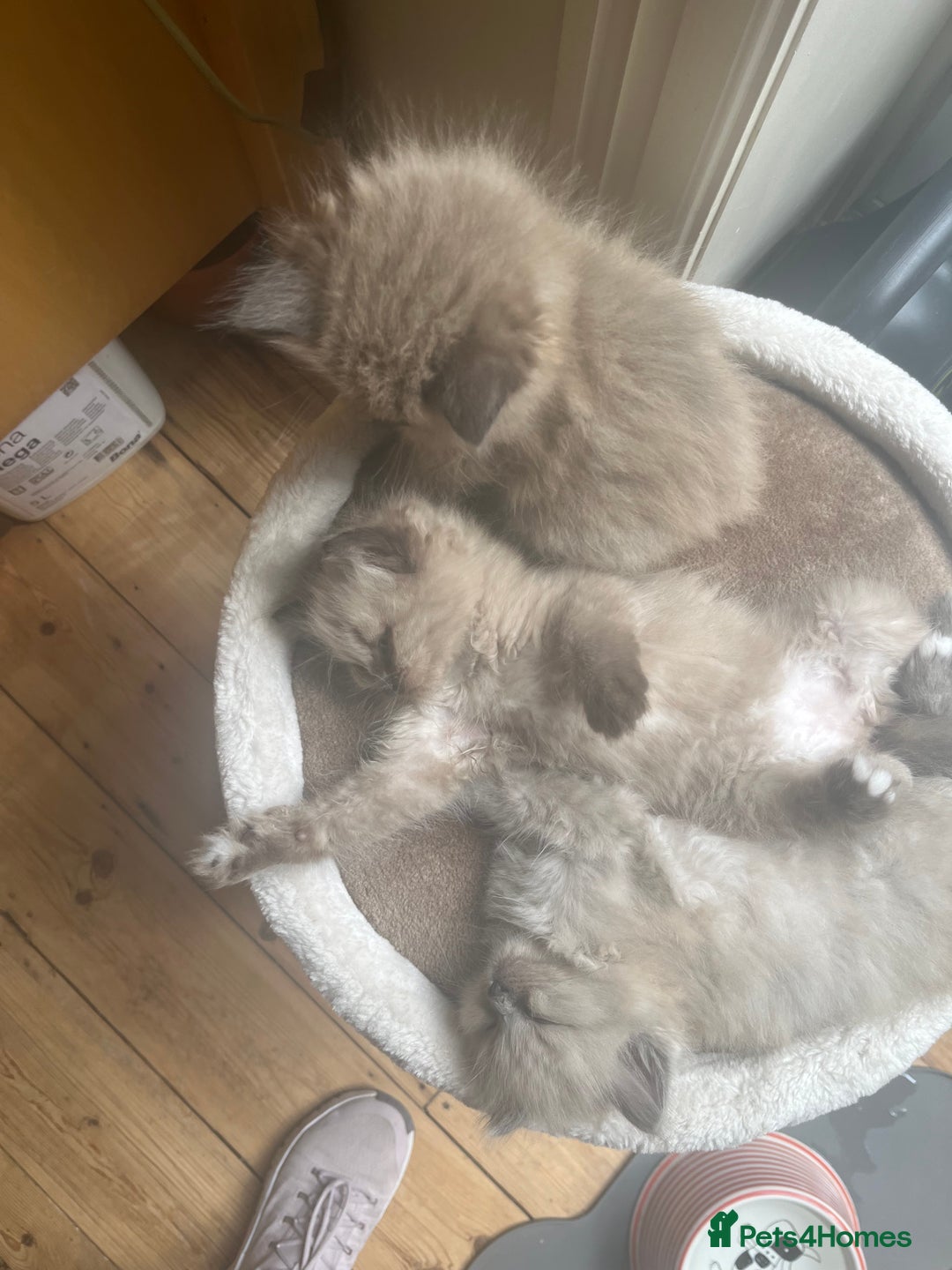 Ragdoll cats for sale: Pedigree Mink Ragdoll kittens  - Image 14