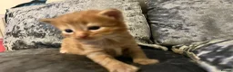 Mixed Breed cats for sale: Beautiful playfull kittens  in Nottingham - Advert 5