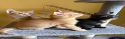Domestic Shorthair cats for sale: 5 Beautiful Kittens Looking for Homes  - Advert 9