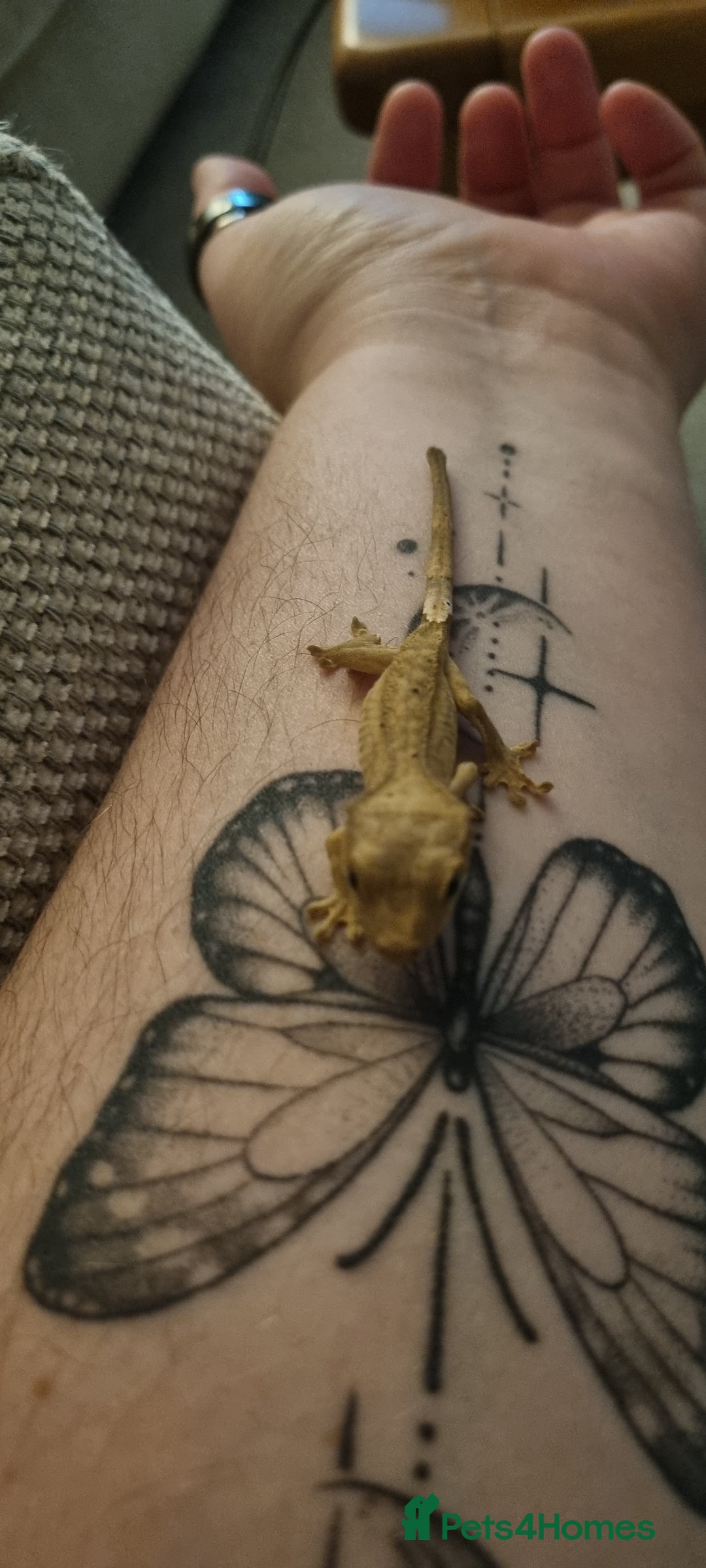 Gecko reptiles for sale: Baby crested gecko - Advert 2