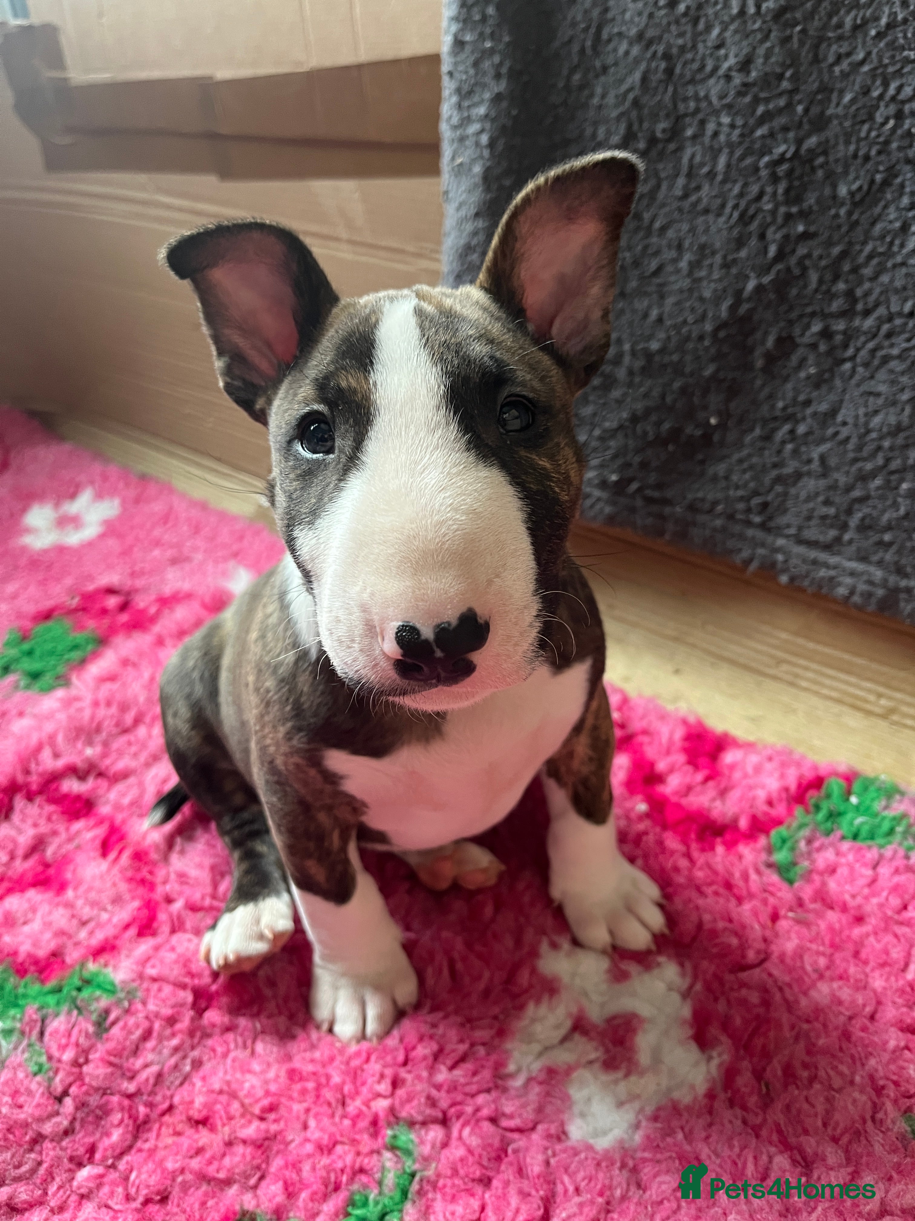 Bull Terrier dogs Bull terrier standard. KC registered. BOY - Advert 4
