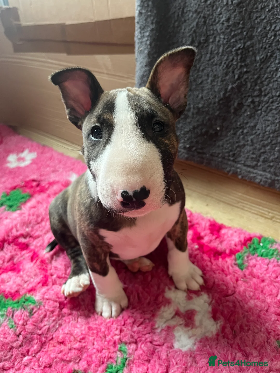 Bull Terrier dogs for sale: Bull terrier standard. KC registered. BOY - Advert 1