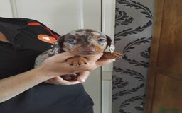 Miniature Dachshund dogs for sale: Miniature dashchund  - Image 6