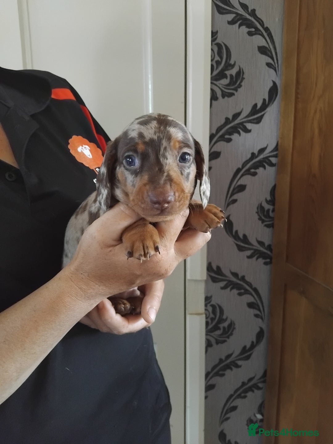 Miniature Dachshund dogs for sale: Miniature dashchund  - Image 6