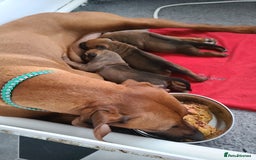 Rhodesian Ridgeback dogs for sale: Super chunky Rhodesian Ridgeback puppy - Image 9