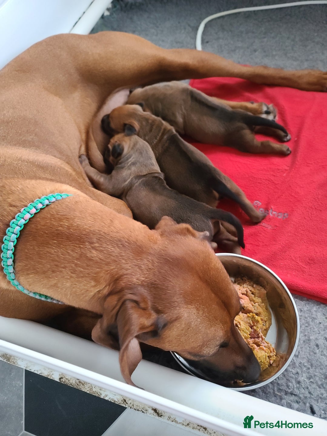Rhodesian Ridgeback dogs for sale: Super chunky Rhodesian Ridgeback puppy - Image 9