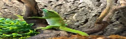 Gecko reptiles for sale: Giant Madagascan Day Gecko For Sale  in Newbury - Advert 8