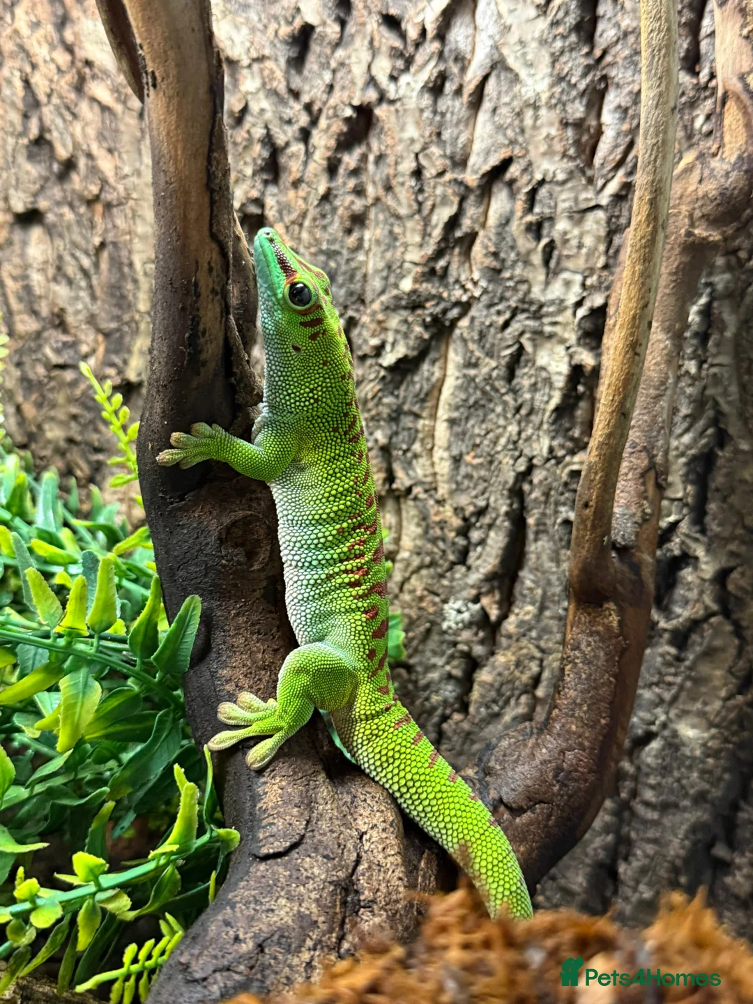 Gecko reptiles for sale: Giant Madagascan Day Gecko For Sale  in Newbury - Advert 8