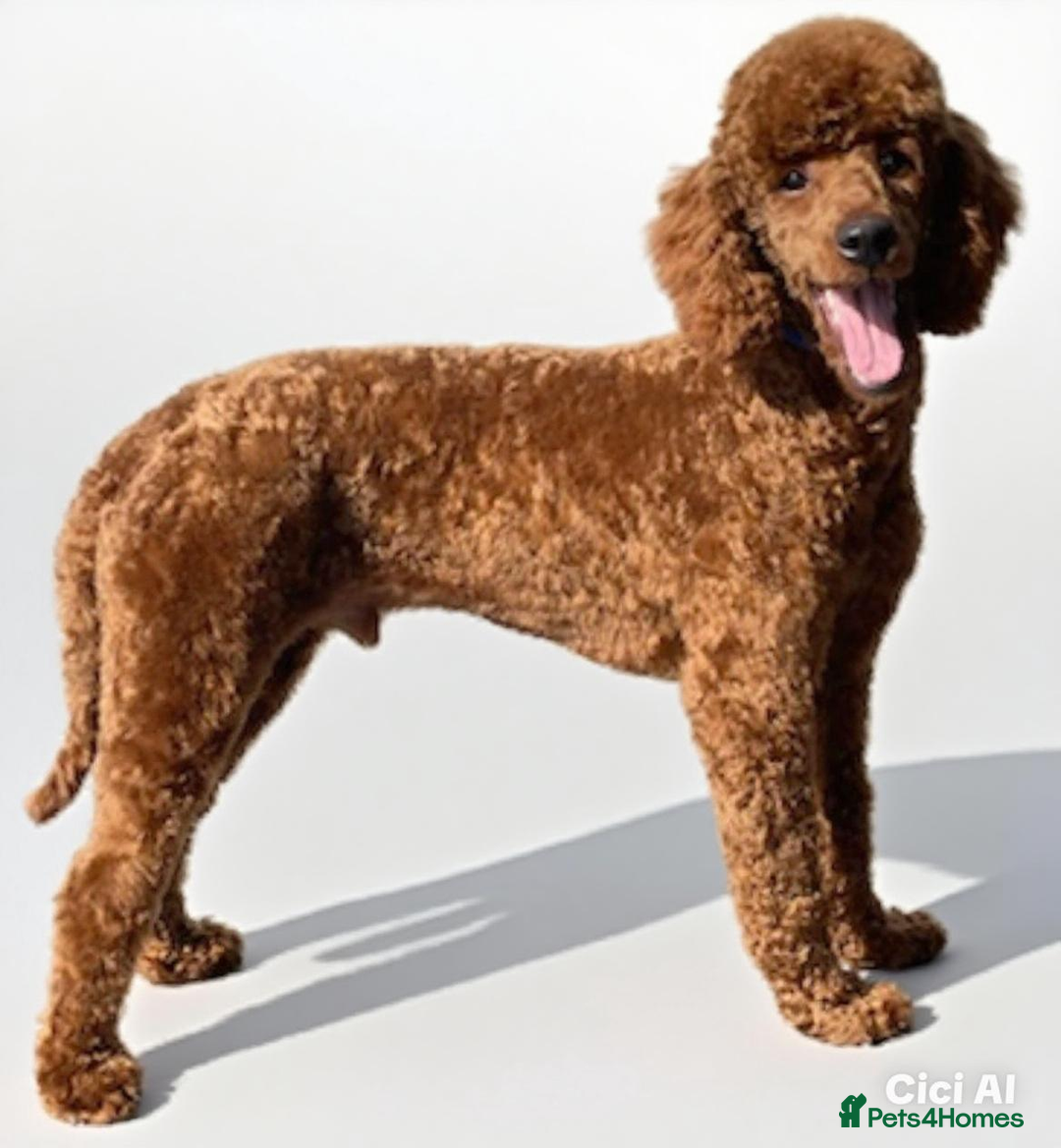 Miniature Poodle dogs for stud: Health tested red kc miniature poodle stud  in Doncaster - Image 1