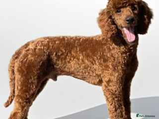 Miniature Poodle dogs in Doncaster - Advert 32