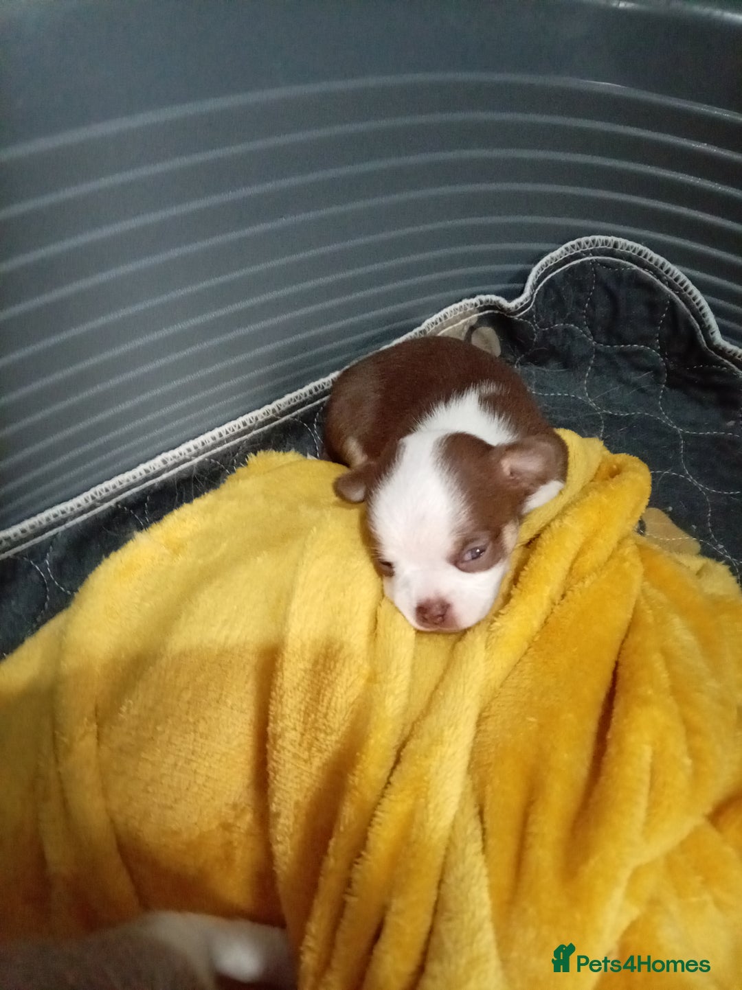 Chihuahua dogs for sale: Chihuahua puppies - Advert 16