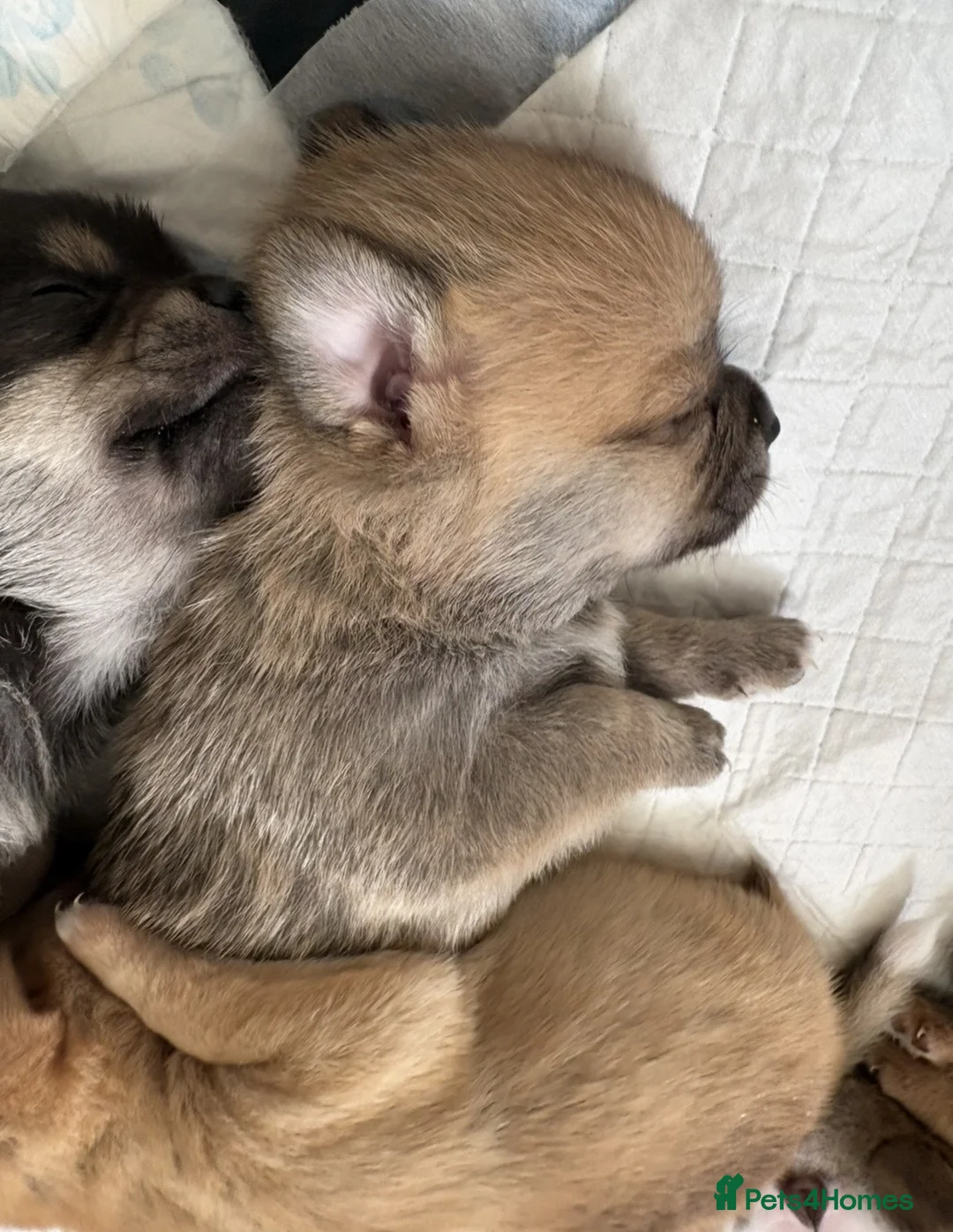 Pomchi dogs for sale: Stunning Pomchi Male Puppies - Advert 2