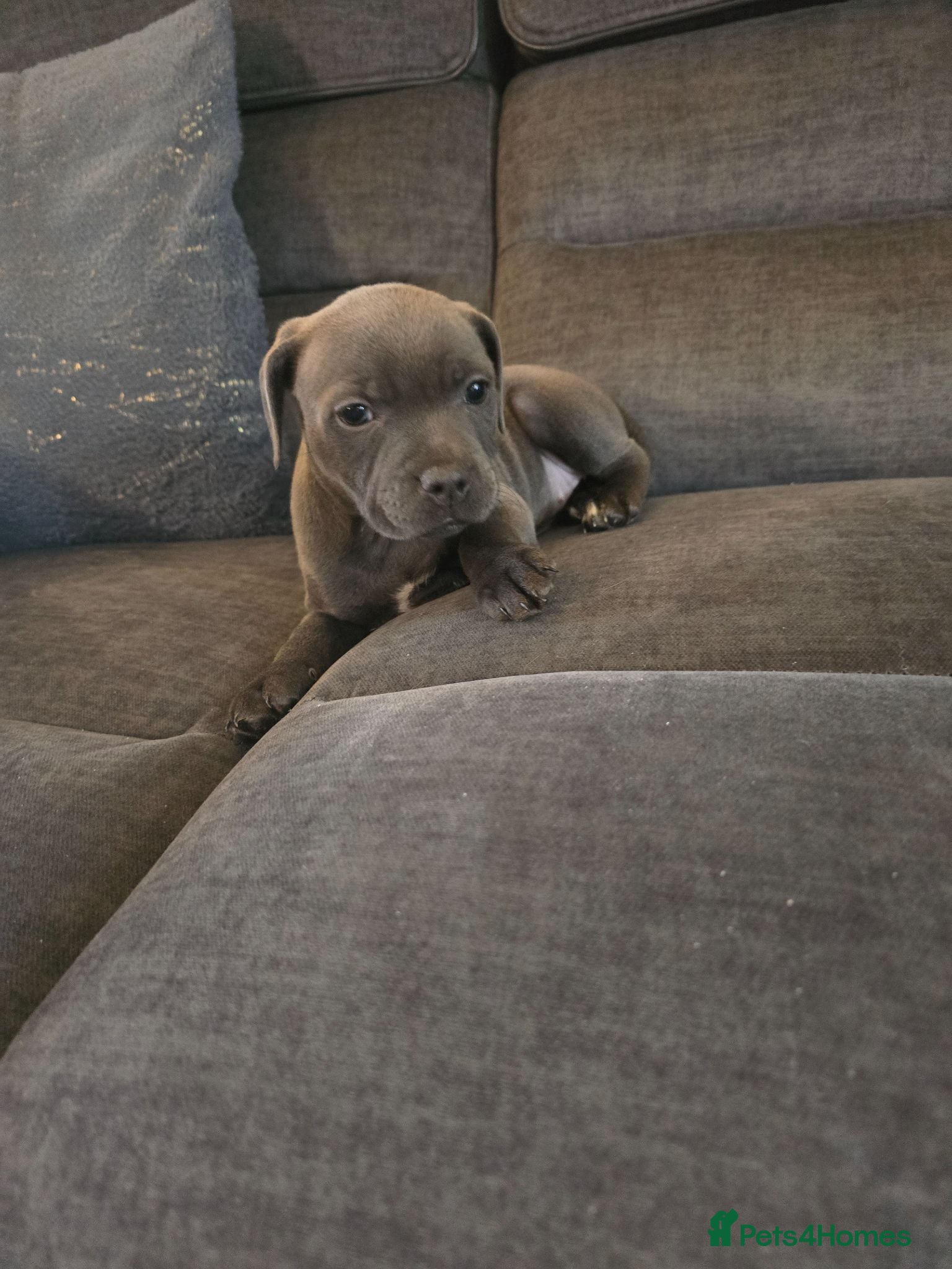 Staffordshire Bull Terrier dogs Stunning KC reg SBT BLUE PUPS - Advert 2