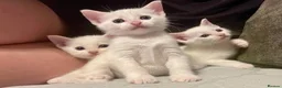 Mixed Breed cats for sale: kittens ready for their new homes (ALL MALE!!) - Advert 12