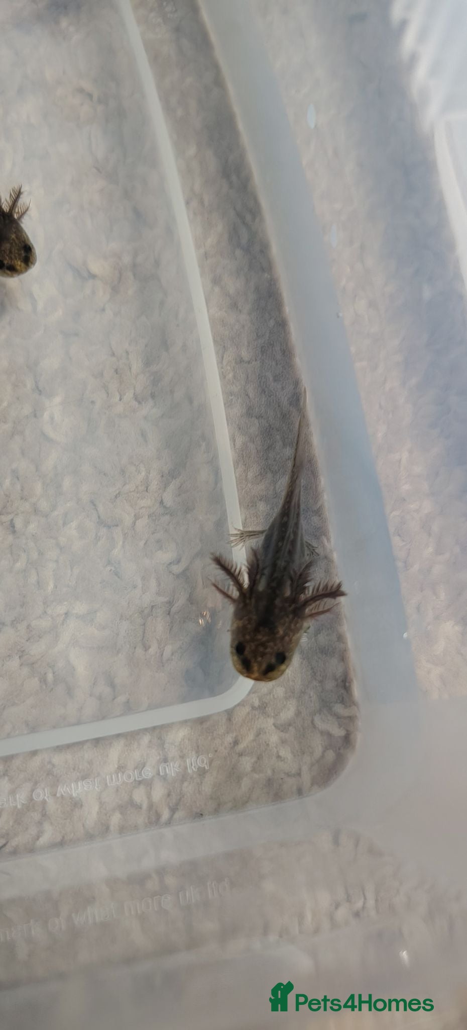 Other/Mixed Breed fish Baby Axolotl - Advert 9