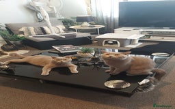 British Shorthair cats for sale: STUNNING 4 MALES BSH KITTENS 900£ - Image 8