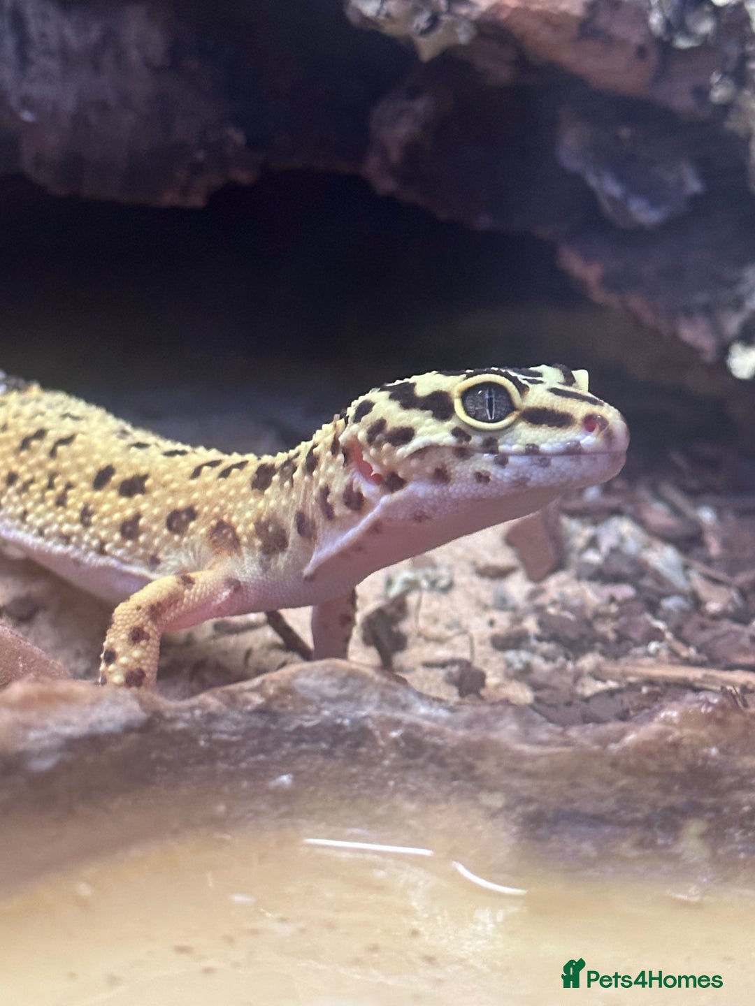 Leopard Gecko reptiles for sale: Leopard Gecko for sale along with the cage etc. - Advert 1