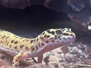 Leopard Gecko reptiles Leopard Gecko for sale along with the cage etc. - Advert 1