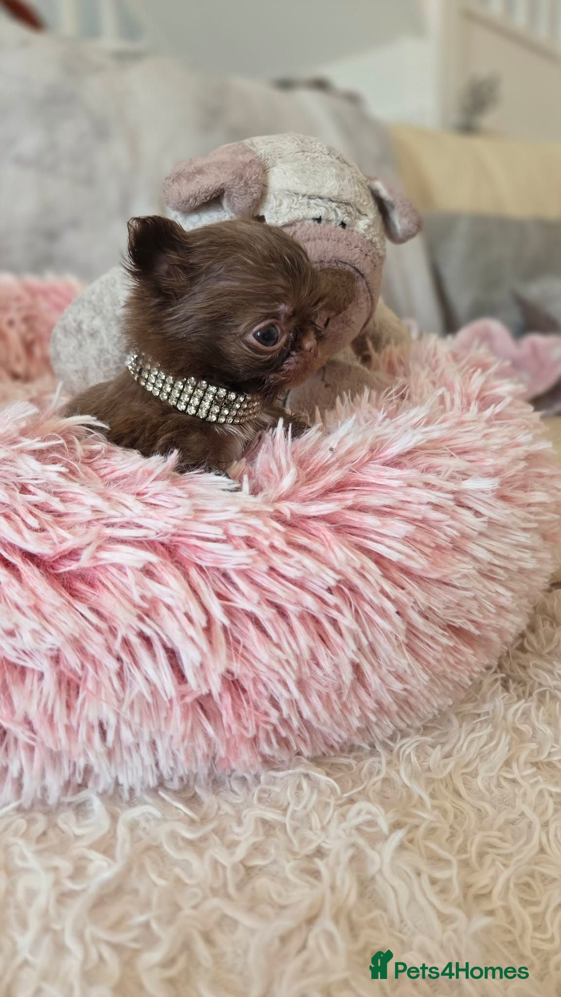 Chihuahua dogs Xx quality chocolate longcoat chihuahua puppies Xx - Advert 1