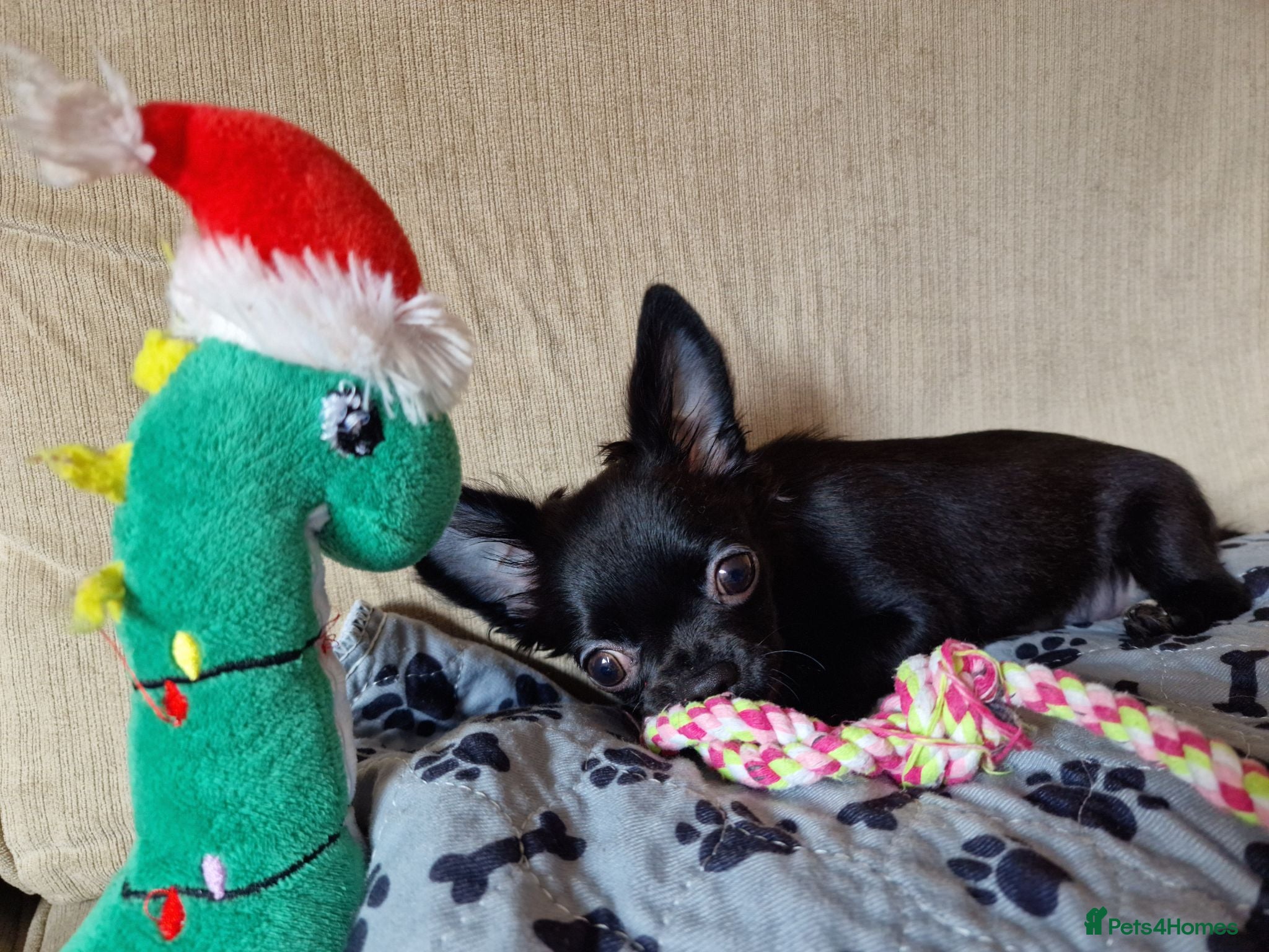 Chihuahua dogs REDUCED Last Pup Left! Chihuahua Puppy READY NOW - Advert 18