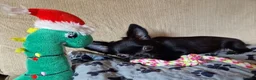Chihuahua dogs for sale: REDUCED Last Pup Left! Chihuahua Puppy READY NOW - Advert 4