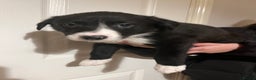 Border Collie dogs for sale: Border Collie puppies from working parents - Advert 2