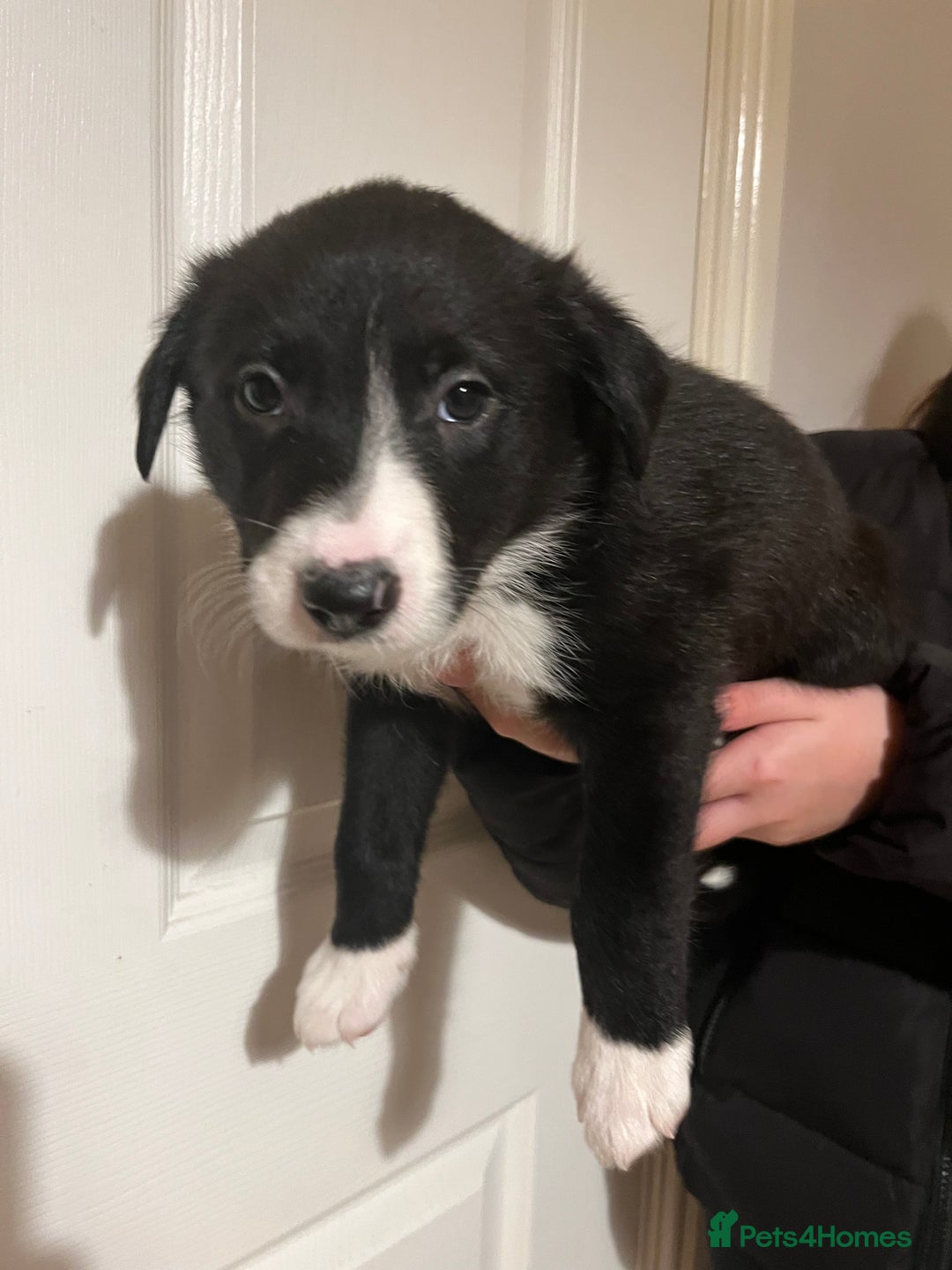 Border Collie dogs for sale: Border Collie puppies from working parents - Advert 2