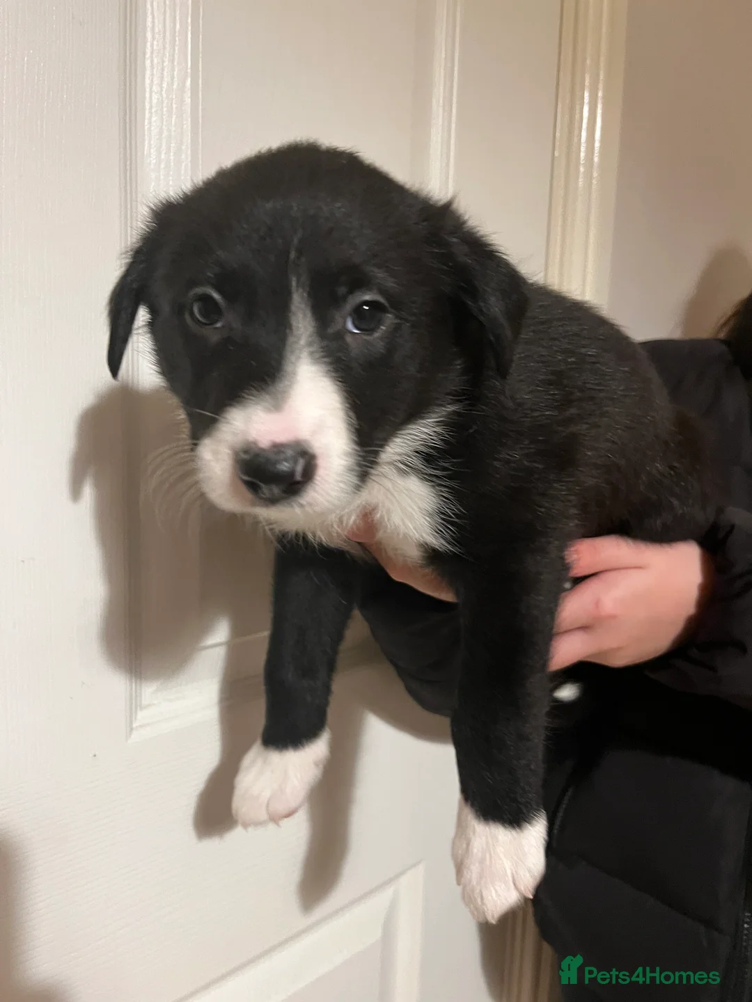 Border Collie dogs for sale: Border Collie puppies from working parents - Advert 2