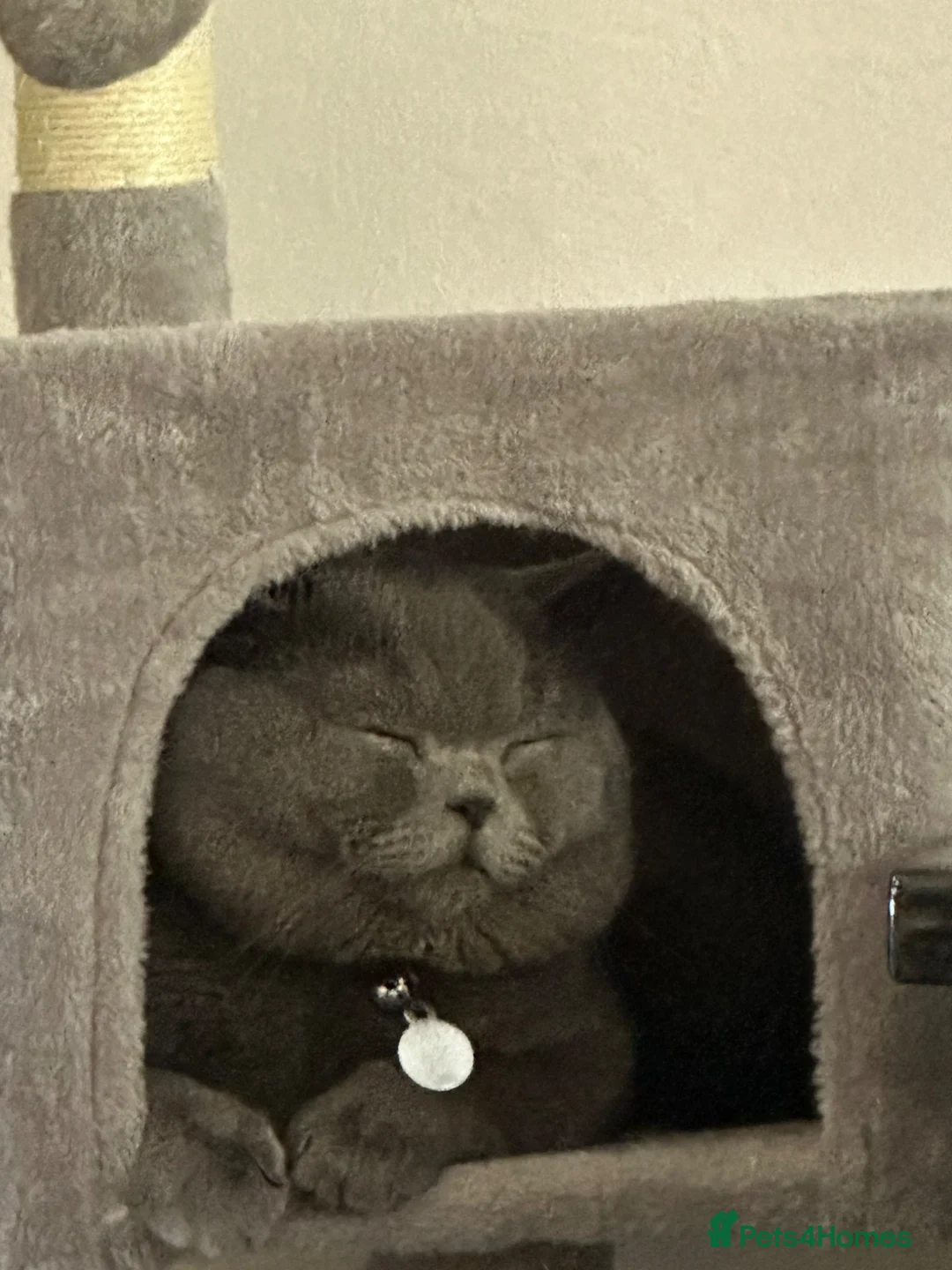 British Shorthair cats for stud: British shorthair  - Advert 1