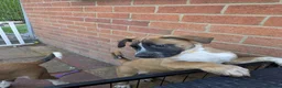 Mixed Breed dogs for sale: American bulldog x Belgian Malinois  - Advert 17