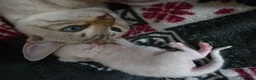 Bengal cats for sale: 🌟Stunning pure snow bengal kittens 🎉 in Southampton - Advert 15
