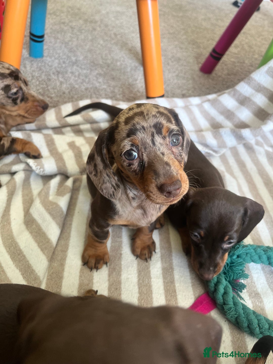 Miniature Dachshund dogs for sale: Miniature dachshunds READY for forever home 🐶🤎 - Image 27