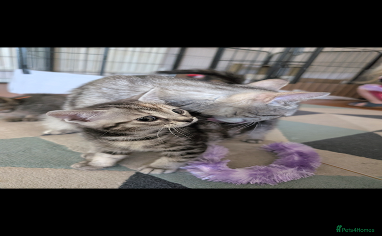 Domestic Shorthair cats - Advert 15