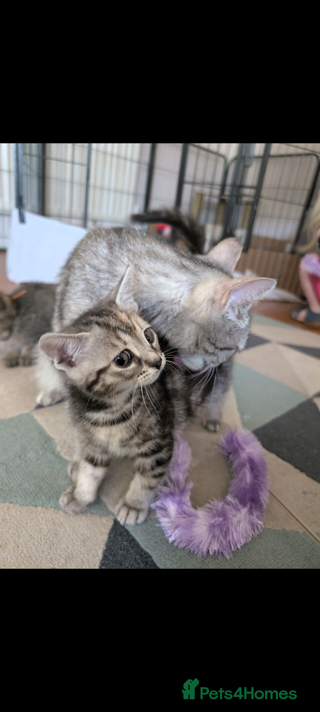 Domestic Shorthair cats for sale: Bonded Mum&Baby Cats Looking for a Loving New Home - Image 1