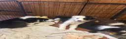 Border Collie dogs for sale: Border collie  in Belper - Advert 10