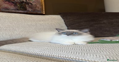 Ragdoll cats - Advert 8