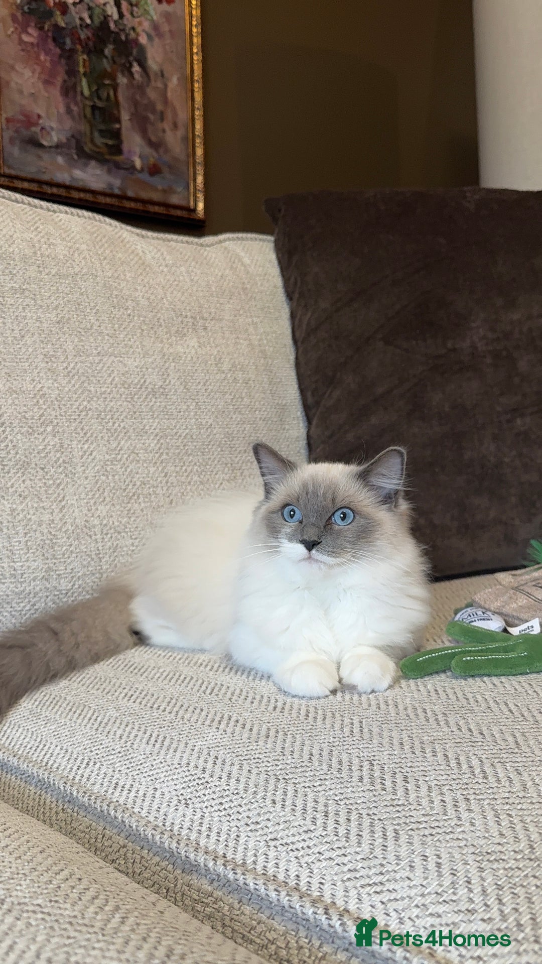Ragdoll cats for sale: Female Pedigree Ragdolls  - Image 2