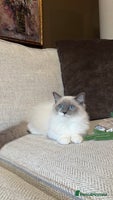 Ragdoll cats - Advert 15