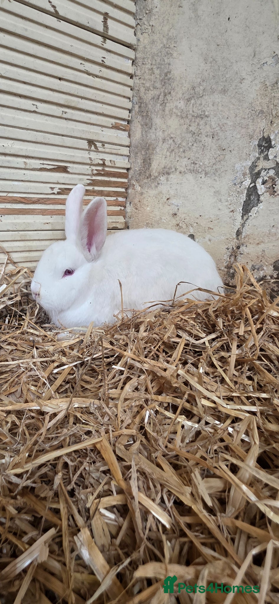 New Zealand rabbits New Zealand  - Advert 1