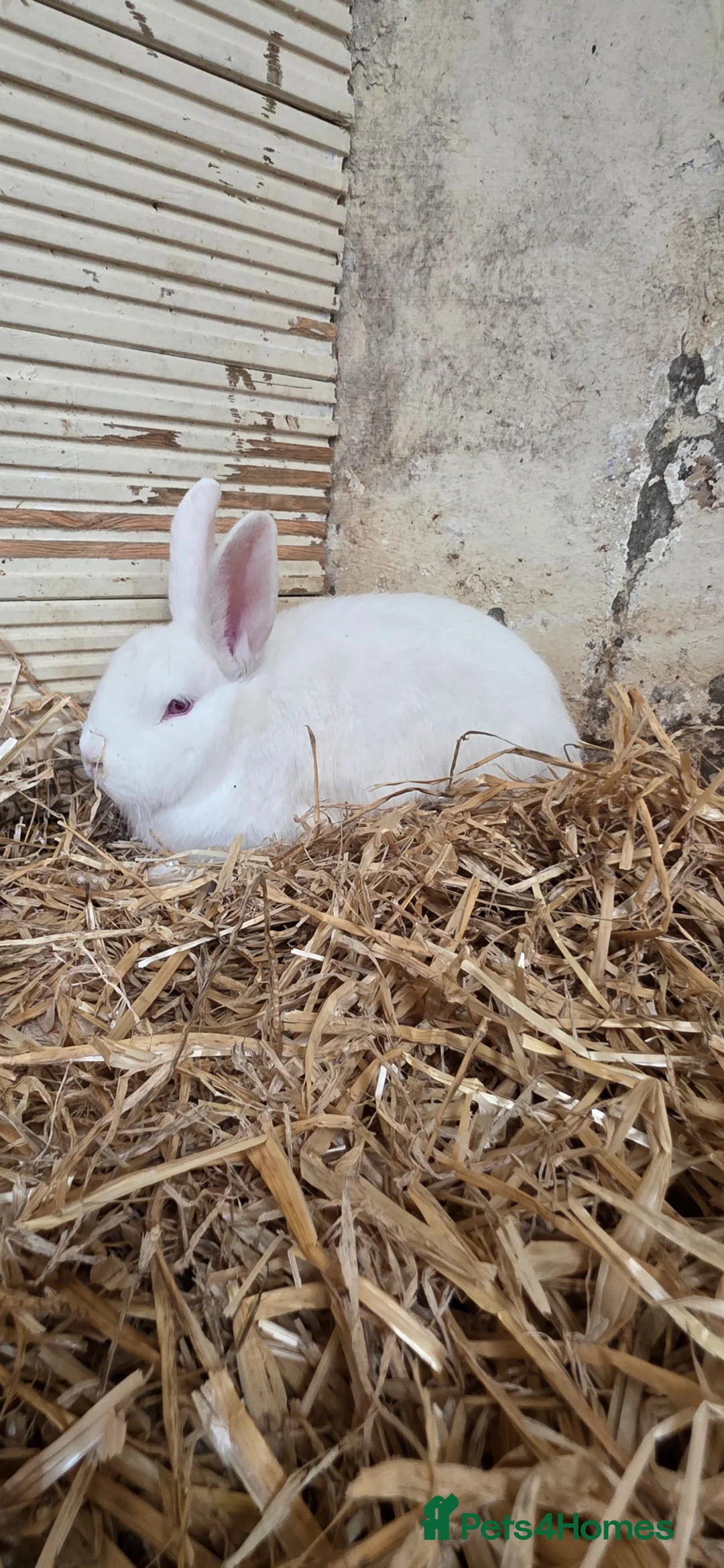 New Zealand rabbits for sale: New Zealand  - Advert 1