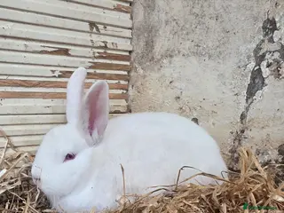 New Zealand rabbits New Zealand - Advert 10