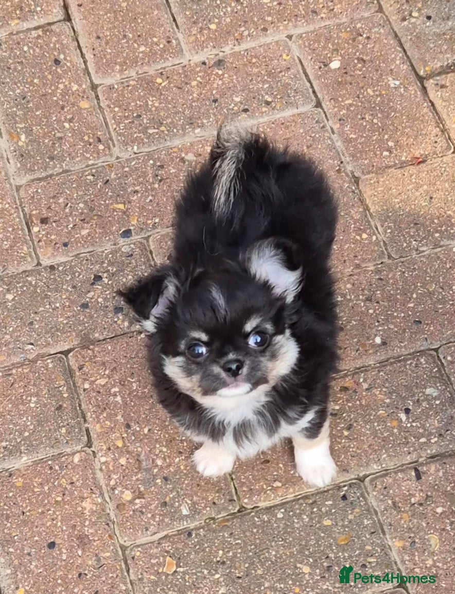 Chihuahua dogs KC Chihuahua boy  - Advert 1