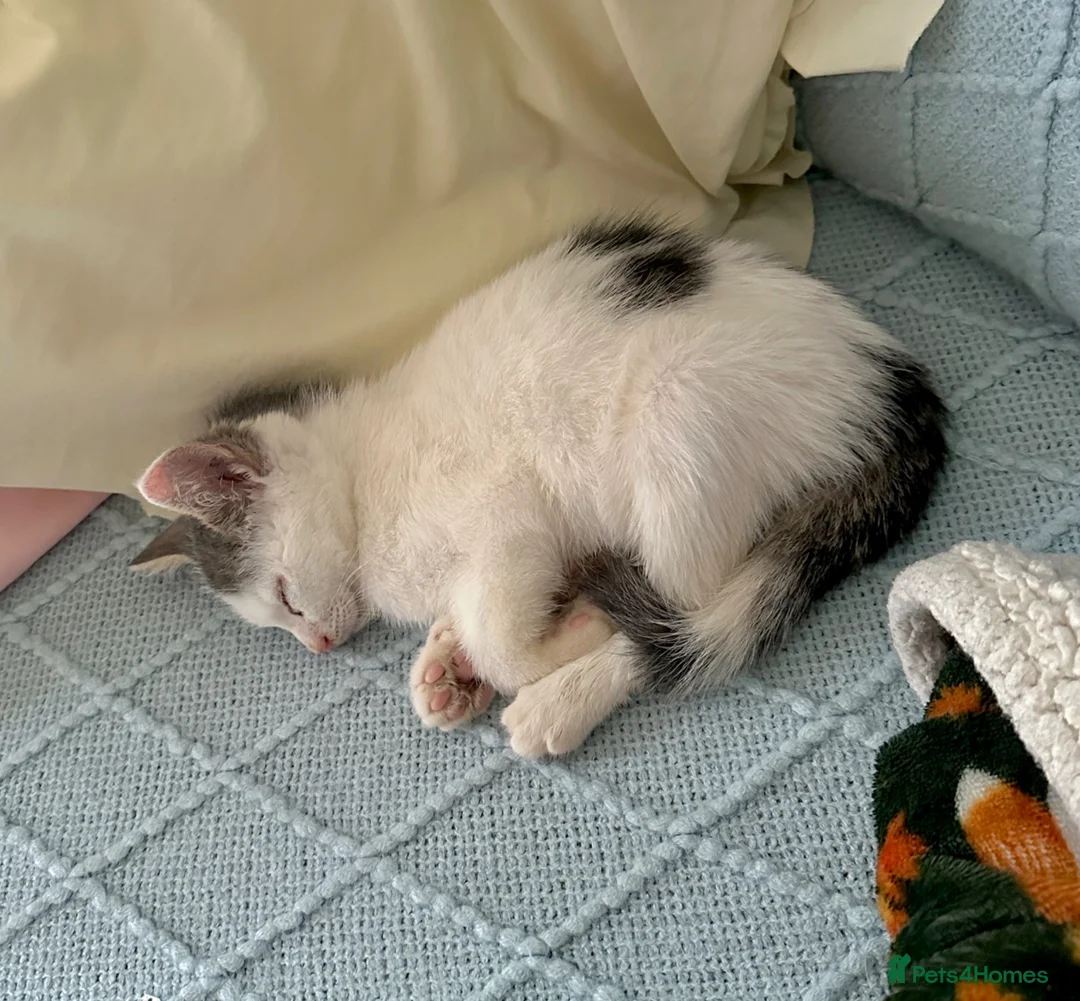 Mixed Breed cats for sale: Male kitten - Advert 2