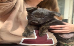 Mixed Breed dogs for sale: German Shepard X Dutch Herder Puppies - Image 24
